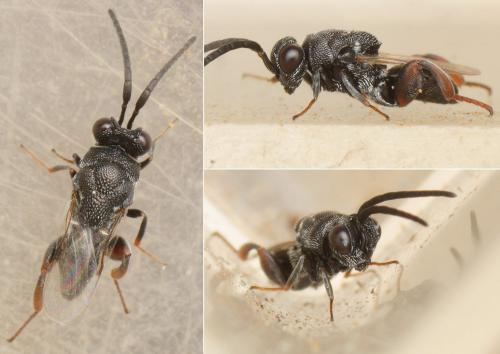 Réf. 194 522 : Antrocephalus hypsopygiae